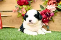 Cora, a female Miniature Bernedoodle for sale in Arthur, IL – 7 of 10