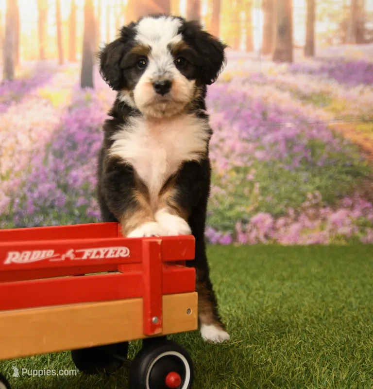 Kaley – Miniature Bernedoodle puppy for sale in Arthur, IL