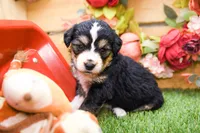 Juniper, a female Miniature Bernedoodle for sale in Arthur, IL – 4 of 7