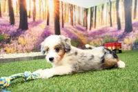 Kaya, a female Miniature Bernedoodle for sale in Arthur, IL – 3 of 7