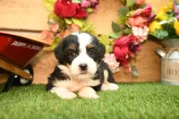 Katie, a female Miniature Bernedoodle for sale in Arthur, IL – 3 of 7