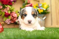 Cyrus, a male Miniature Bernedoodle for sale in Arthur, IL – 7 of 10