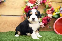 Clara, a female Miniature Bernedoodle for sale in Arthur, IL – 3 of 7