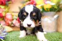 Jett, a male Miniature Bernedoodle for sale in Arthur, IL – 2 of 10
