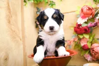 Jonah, a male Miniature Bernedoodle for sale in Arthur, IL – 2 of 6