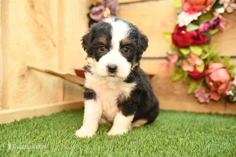 Katie – Miniature Bernedoodle puppy for sale in Arthur, IL