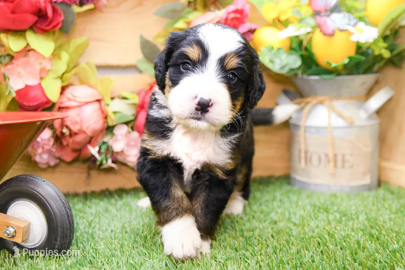 Jasper – Miniature Bernedoodle puppy for sale in Arthur, IL