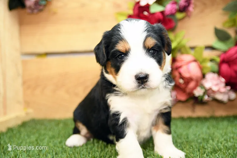 Clara – Miniature Bernedoodle puppy on hold in Arthur, IL