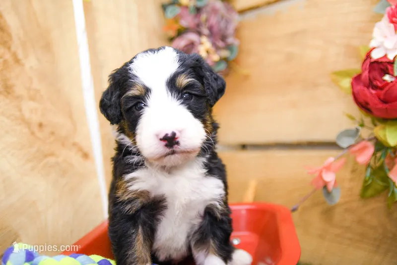 Jimmy – Miniature Bernedoodle puppy for sale in Arthur, IL