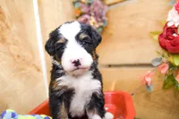 Jimmy, a male Miniature Bernedoodle for sale in Arthur, IL – 1 of 6