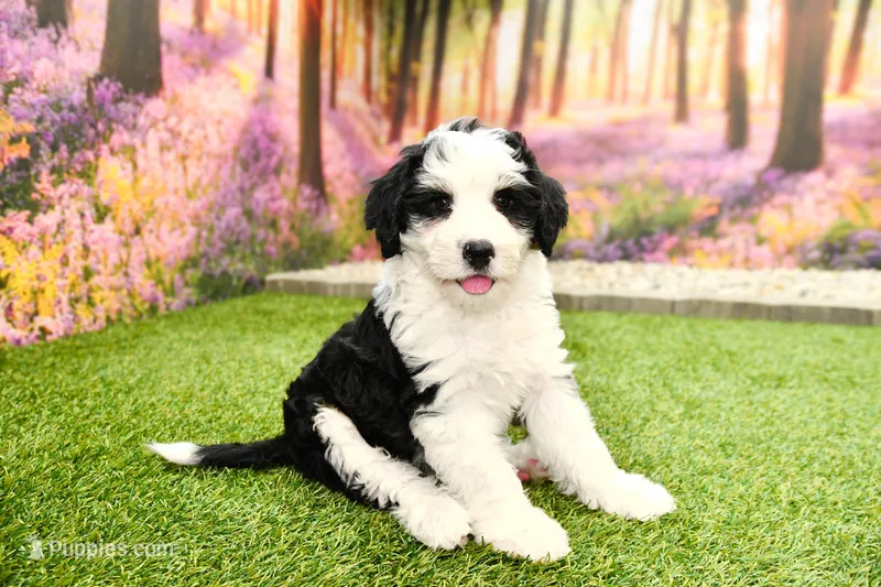 Cora – Miniature Bernedoodle puppy for sale in Arthur, IL