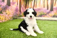 Cora, a female Miniature Bernedoodle for sale in Arthur, IL – 1 of 9