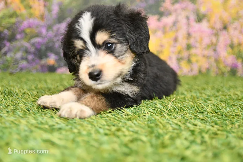 Juniper – Miniature Bernedoodle puppy for sale in Arthur, IL