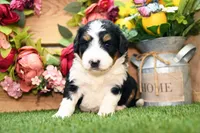 Callie, a female Miniature Bernedoodle for sale in Arthur, IL – 3 of 8