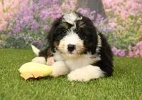 Hunter, a male Miniature Bernedoodle for sale in Arthur, IL – 4 of 6