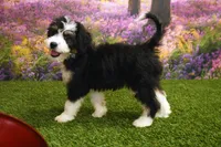 Katie, a female Miniature Bernedoodle for sale in Arthur, IL – 2 of 10