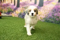 Kaya, a female Miniature Bernedoodle for sale in Arthur, IL – 2 of 7