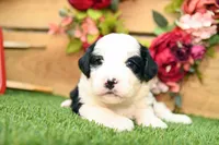 Cora, a female Miniature Bernedoodle for sale in Arthur, IL – 5 of 10