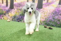 Jett, a male Miniature Bernedoodle for sale in Arthur, IL – 10 of 10