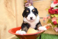 Joy, a female Miniature Bernedoodle for sale in Arthur, IL – 4 of 9