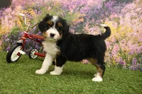 Harper, a female Miniature Bernedoodle for sale in Arthur, IL – 3 of 7