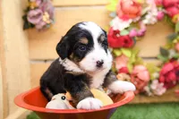 Joy, a female Miniature Bernedoodle for sale in Arthur, IL – 3 of 9