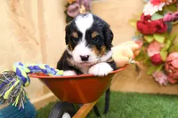 Jett, a male Miniature Bernedoodle for sale in Arthur, IL – 3 of 10