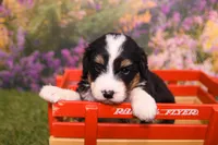 Jade, a female Miniature Bernedoodle for sale in Arthur, IL – 1 of 7