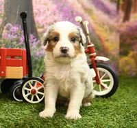 Kaya, a female Miniature Bernedoodle for sale in Arthur, IL – 1 of 6