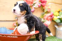 Jasper, a male Miniature Bernedoodle for sale in Arthur, IL – 3 of 7