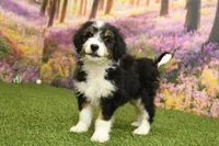 Hanna, a female Miniature Bernedoodle for sale in Arthur, IL – 2 of 6