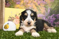 Maggie, a female Miniature Bernedoodle for sale in Arthur, IL – Photo 4 of 6