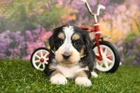 Maggie, a female Miniature Bernedoodle for sale in Arthur, IL – Photo 1 of 6