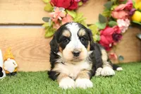 Maggie, a female Miniature Bernedoodle for sale in Arthur, IL – Photo 3 of 6