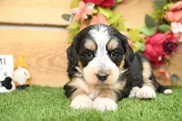 Maggie, a female Miniature Bernedoodle for sale in Arthur, IL – Photo 2 of 6