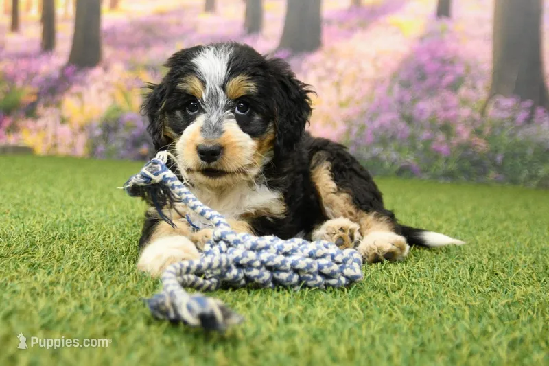 Maggie – Miniature Bernedoodle puppy on hold in Arthur, IL