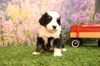 Knox, a male Miniature Bernedoodle for sale in Arthur, IL – 4 of 7