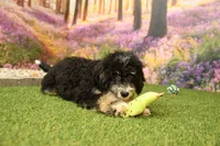 Porter, a male Miniature Bernedoodle for sale in Arthur, IL – 4 of 6