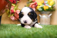 Jack, a male Miniature Bernedoodle for sale in Arthur, IL – 5 of 9