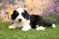 Connor, a male Miniature Bernedoodle for sale in Arthur, IL – Photo 5 of 7