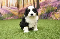 Connor, a male Miniature Bernedoodle for sale in Arthur, IL – Photo 2 of 7