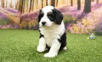 Connor, a male Miniature Bernedoodle for sale in Arthur, IL – Photo 4 of 7