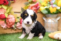 Jesse, a male Miniature Bernedoodle for sale in Arthur, IL – 7 of 9
