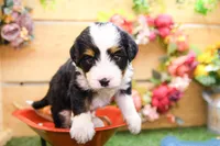 Jesse, a male Miniature Bernedoodle for sale in Arthur, IL – 4 of 9
