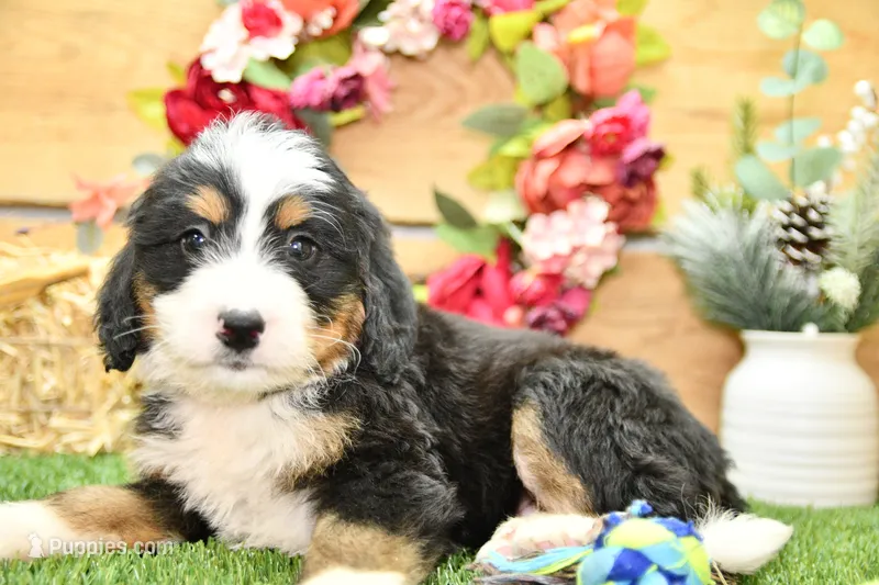 Jasper – Miniature Bernedoodle puppy for sale in Arthur, IL
