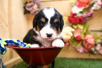 Jett, a male Miniature Bernedoodle for sale in Arthur, IL – 6 of 10
