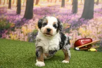 Colton, a male Miniature Bernedoodle for sale in Arthur, IL – Photo 5 of 8