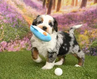 Colton, a male Miniature Bernedoodle for sale in Arthur, IL – Photo 4 of 8