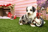 Colton, a male Miniature Bernedoodle for sale in Arthur, IL – Photo 6 of 8