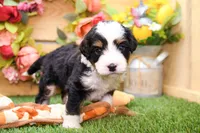 Jesse, a male Miniature Bernedoodle for sale in Arthur, IL – 3 of 9